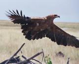 Tawny eagle takes flight, Etosha