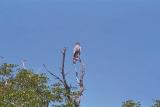 Pale Chanting Goshawk, Etosha