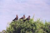 Grey Louries (Go-away Birds)