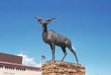 Kudu, Windhoek
