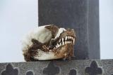Brown hyena skull, Cape Cross