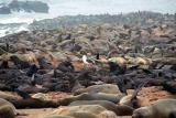 Cape (South African) Fur Seal colony, Cape Cross. You cant imagine the smell!