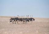 Flock of ostrich, Namib-Naukluft National Park