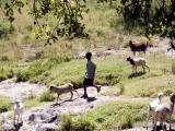 Maasai shepherd boy
