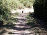 Monkeys on the trail at Hippo Pools