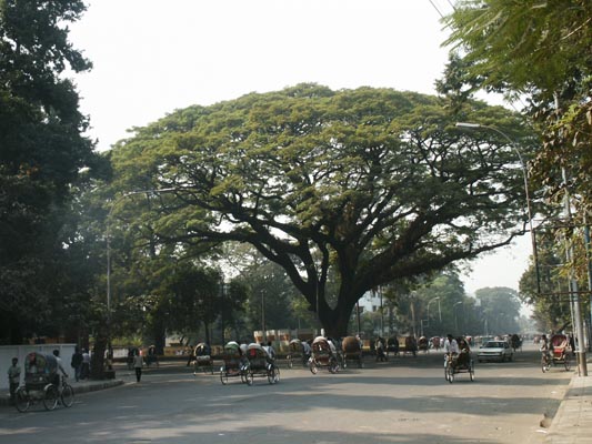 Giant tree, Central Dhaka