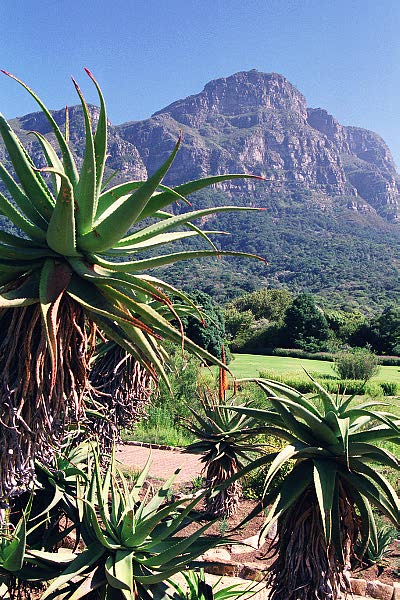 Kirstenbosch Botanical Garden, Cape Town