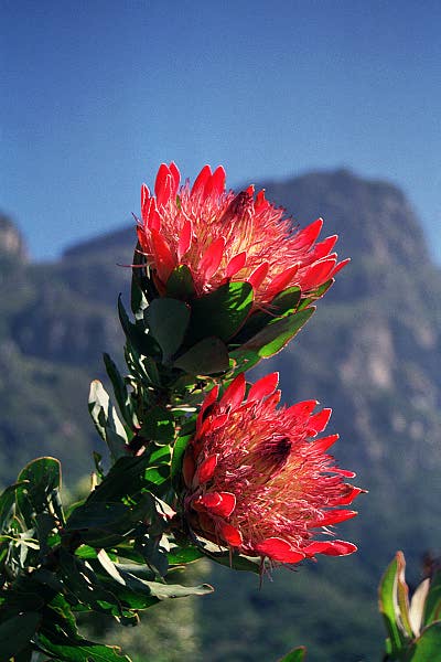 Kirstenbosch Botanical Garden, Cape Town