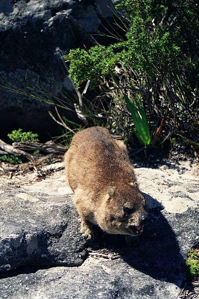 Rock Hyrax (or Dassie), Table Mountain