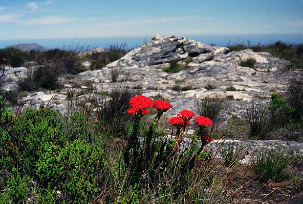 On top of Table Mountain