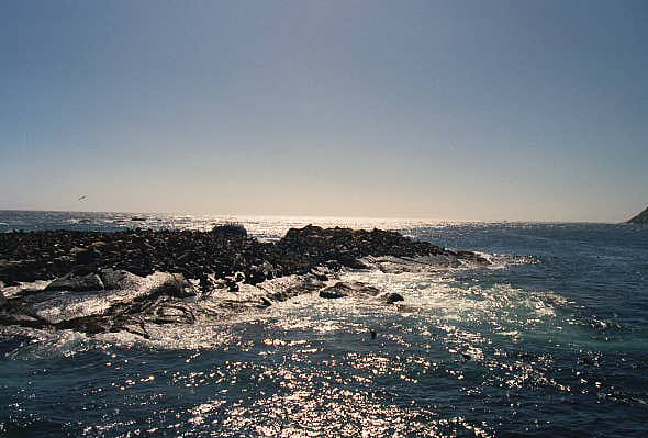 Seal Island, South Africa