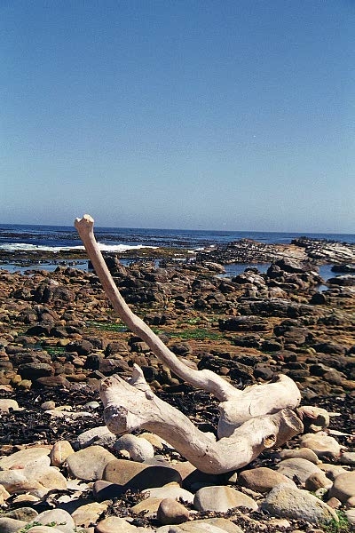 Driftwood, Cape of Good Hope