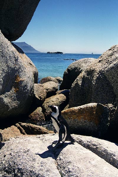 African (Jackass) Penguin at Boulders Beach