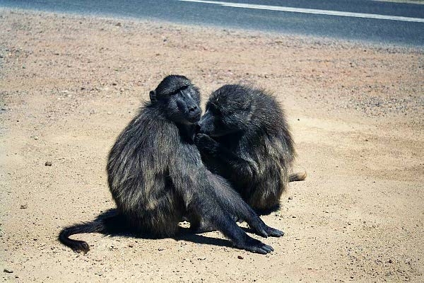 Chacma Baboons grooming off the road to the Cape of Good Hope