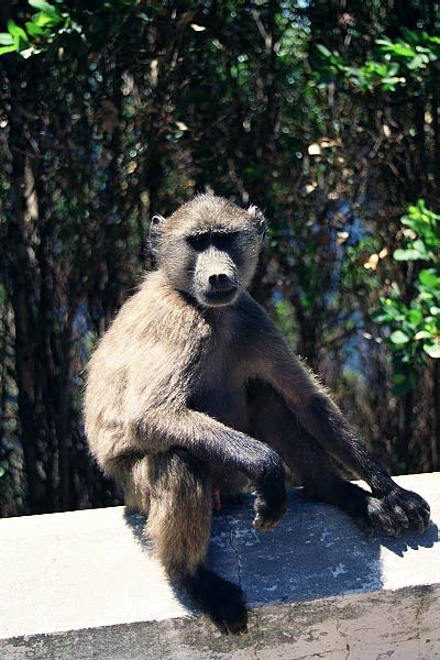 Chacma Baboon on the guardrail