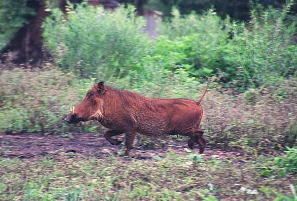 Warthog running, Mlilwane