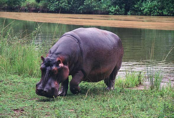 Hippo on shore, Mlilwane