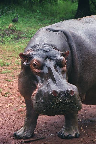 Hippo closeup, Mlilwane