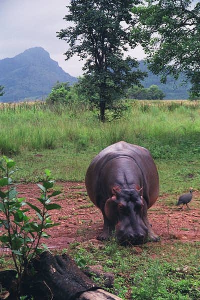 Hippo, Mlilwane