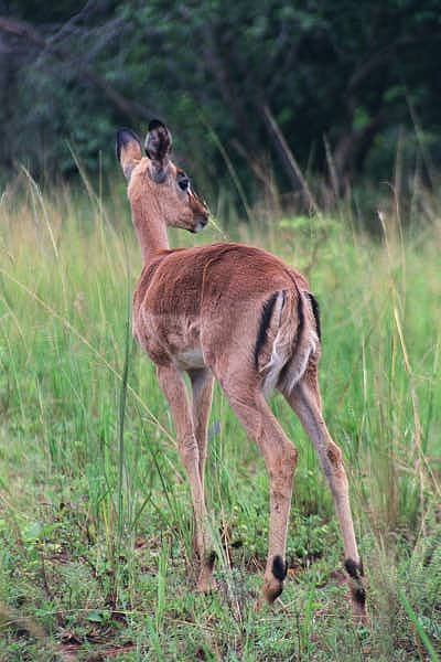 Impala calf, Mlilwane