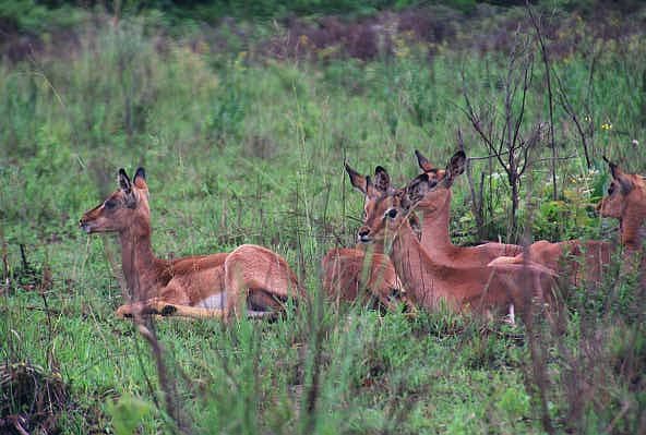 Young impala, Mlilwane