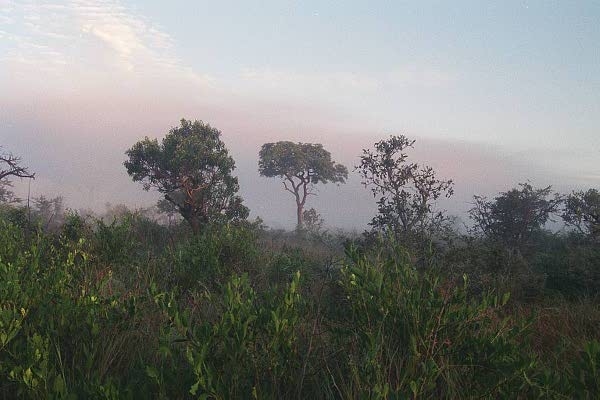 Early morning at Kruger Park