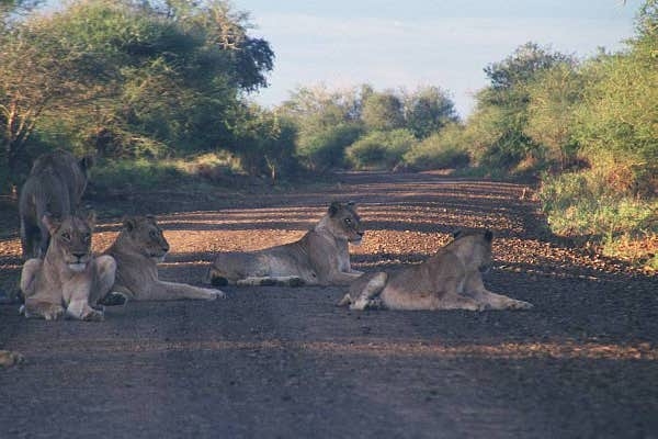 Lions lazing on the road near Lower Sabie just after sunrise