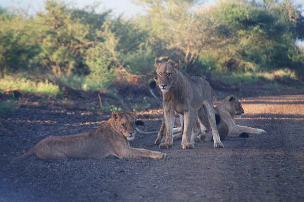 Lions start to stir