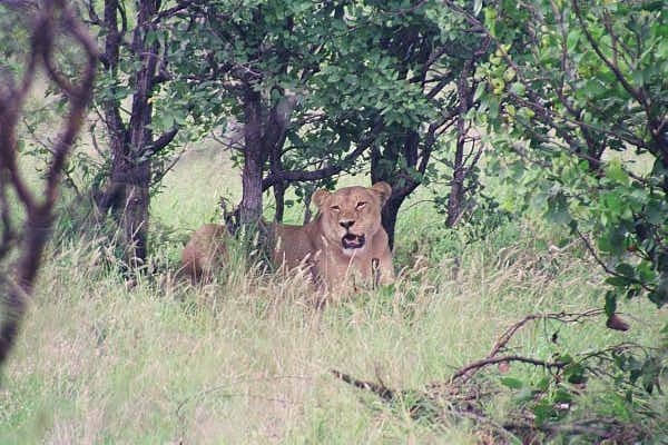 Lioness relaxing after a meal, noontime near Letaba