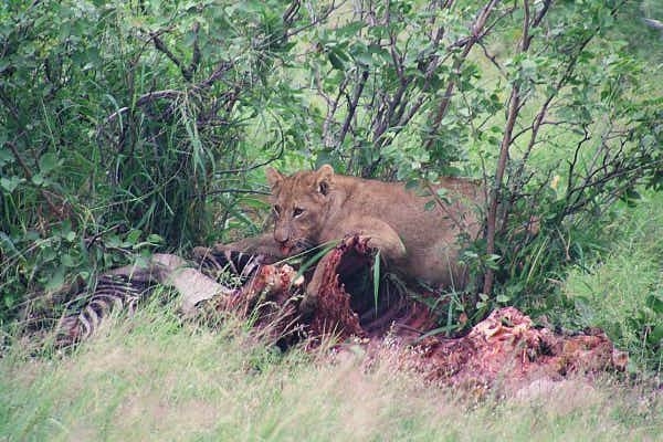 Lion cub and Zebra kill