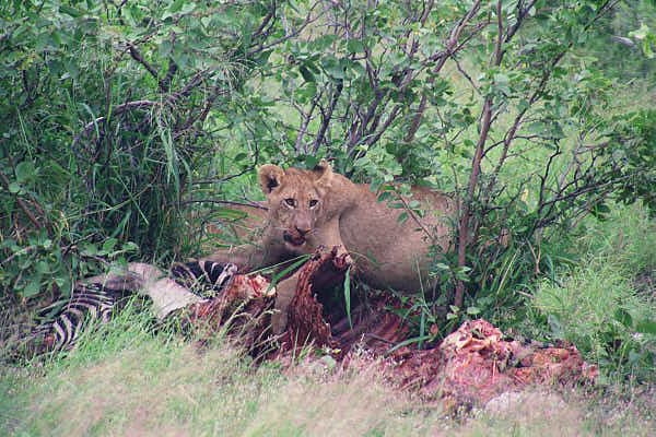 Lion cub and Zebra kill