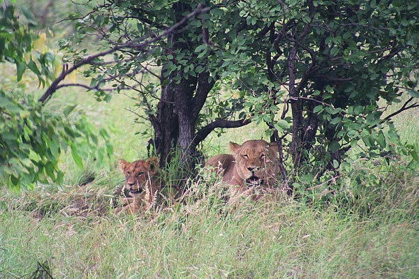 Cub joins mother after meal