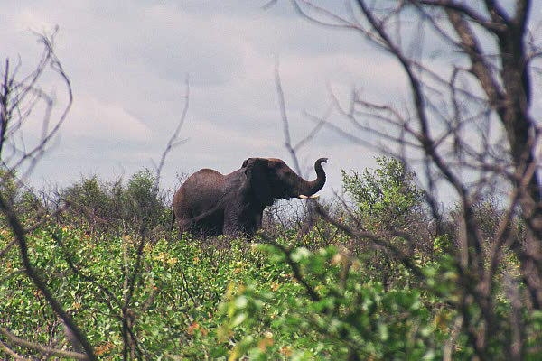 Elephant sniffing the air...is it me?