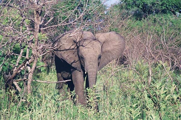 Look at the baby elephand on the side of the road all alone!