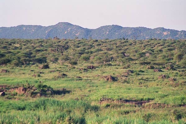 A rhino spotted in the distance across the Sabie River