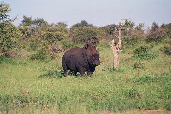 White rhino