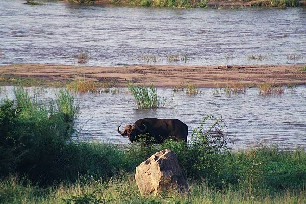 Lone buffalo along the banks of the Sabie