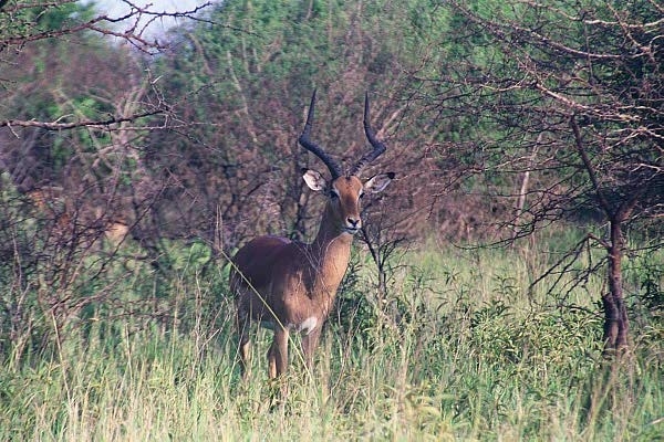 Impala