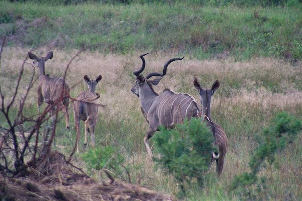 Kudu moving off rapidly from my waterhole