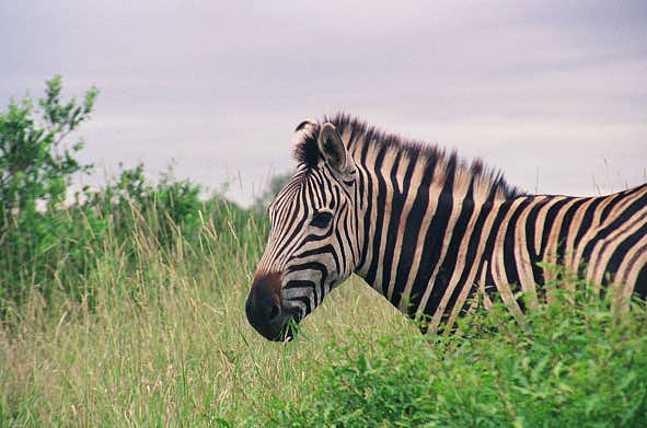 Zebra