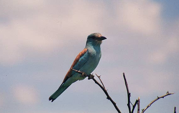 European Roller