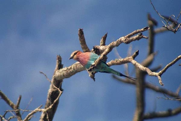 Lilac-breasted Roller