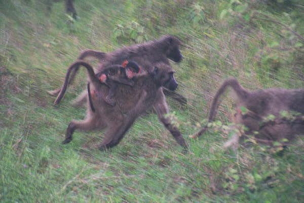 Baboon troop on the move...hold on junior