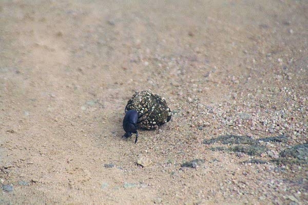 Dung beetle rolling dung ball