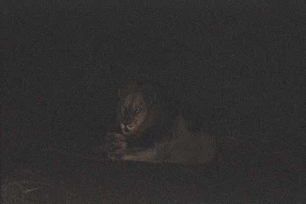 Night drive out of Lower Sabie - big male lion