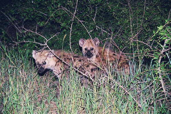 Young spotted hyena during night drive
