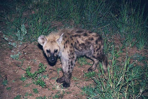 Young spotted hyena