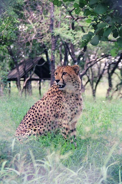 Hoedspruit Cheetah Project outside Kruger Park