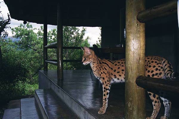 My Watch Cat...a serval. The lions are outside the fenced area.