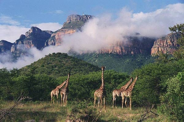 Giraffe at Moholoholo